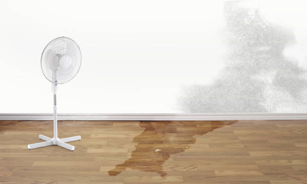 Best Local water damage restoration  in Bayshore Gardens, FL